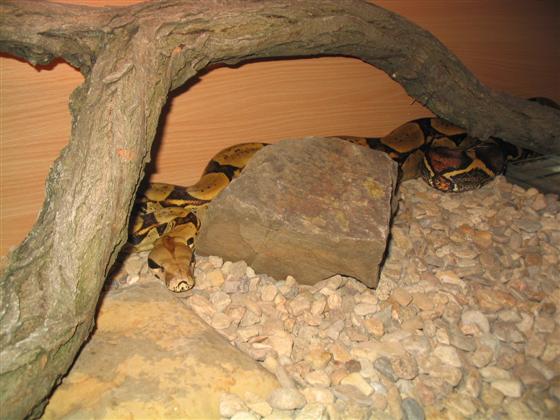 Velk Hrozn Krlovsk - Boa Constrictor